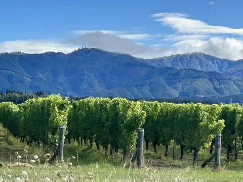 Vines hills clouds Stock Photos