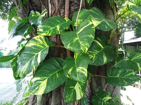 Vines on host trees Stock Photos