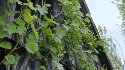 Vines on Housewall Stock Footage 171118827