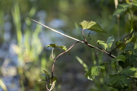 Vines on the Lakeside 库存照片