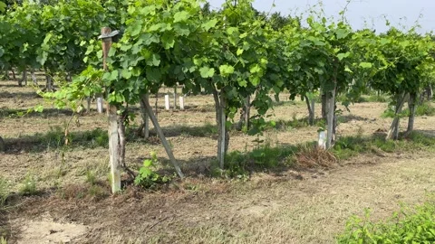 Vines in Langhe, Piedmont Stock Footage 197130596