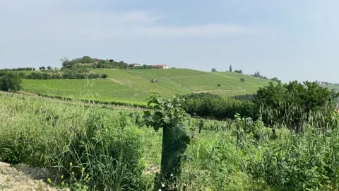 Vines in Langhe, Piedmont Stock Footage 197130657