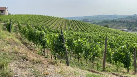 Vines in Langhe, Piedmont Stock Footage 197130672
