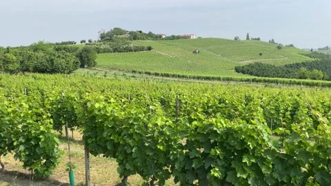 Vines in Langhe, Piedmont Stock Footage 197130699