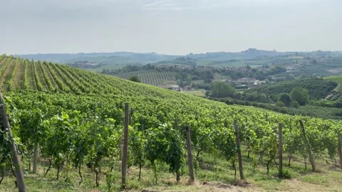 Vines in Langhe, Piedmont Stock Footage 197130760