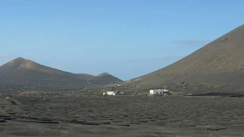 Vines in Lanzarote Stock Footage 170625980