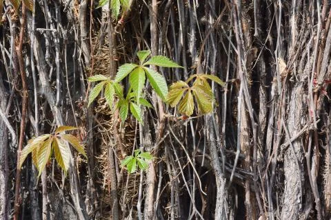Vines with leaves Stock Photos