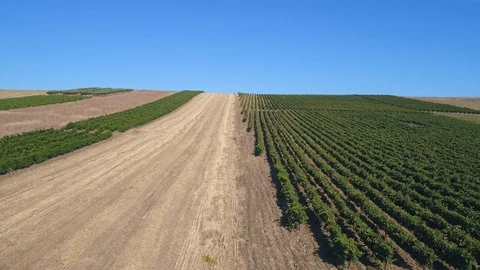 Vines, Left to Right, pt. 2/2 Stock Footage 94008846