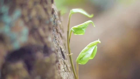 Vines with longan tree trunks Stock Footage 235104652