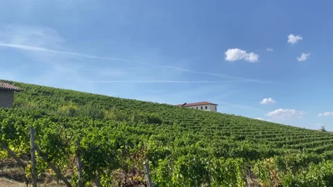 Vines in Mango, Piedmont Stock Footage 209134777