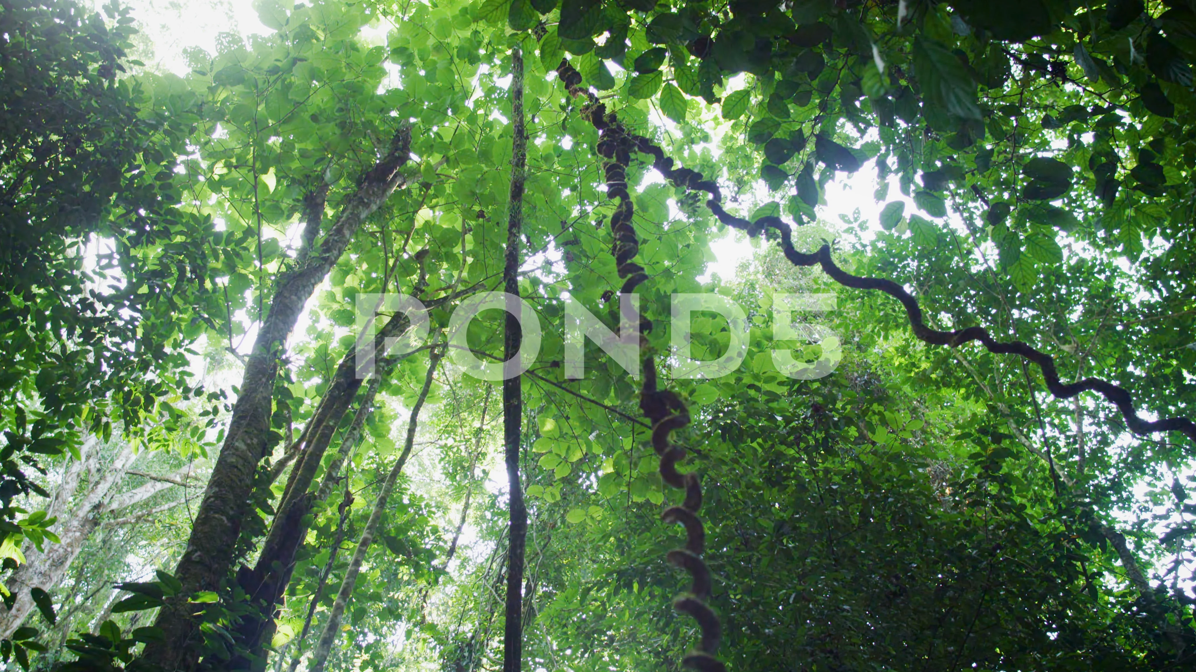 167 Hanging Vines Jungle Stock Photos, High-Res Pictures, and