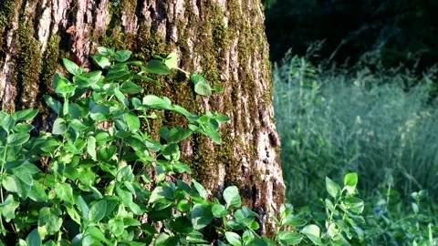 Vines on an oak tree trunk move in the wind, 4K Stock Footage 158576825