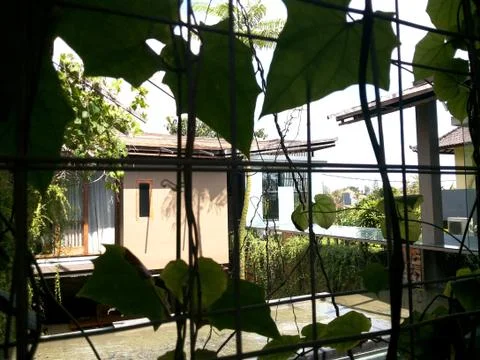 The vines out the window Stockfoto's