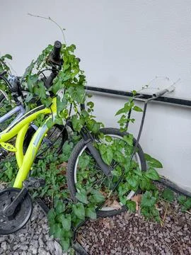 Vines overtaking an abandoned yellow bicycle near a building in a quiet outdoor Stock Photos
