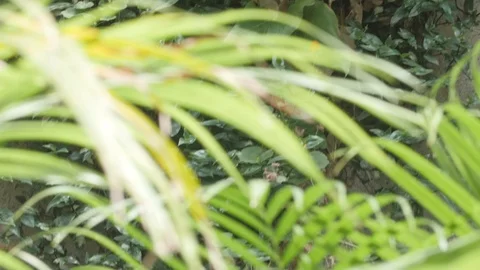 Vines Pan Up 4k Stock Footage 90979971