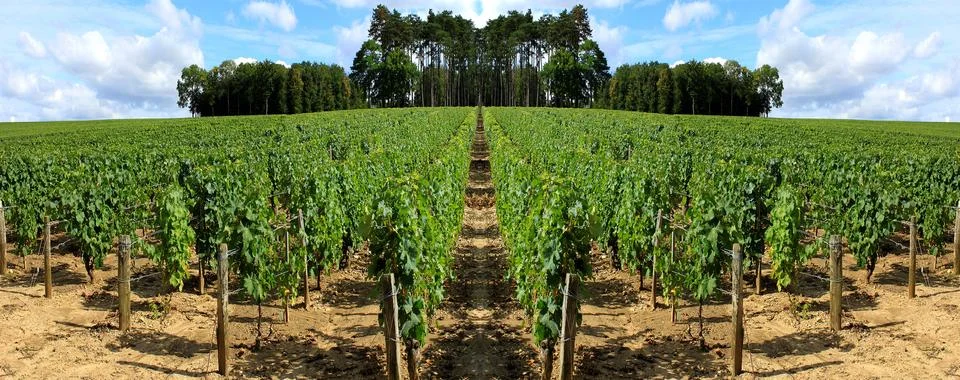 Vines Stock Photos
