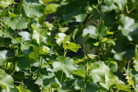 Vines Foto stock