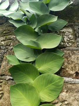 Vines Fotos de archivo