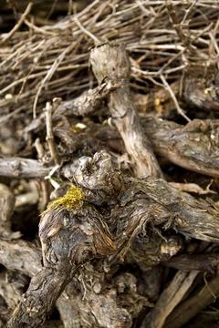 Vines Stock Photos