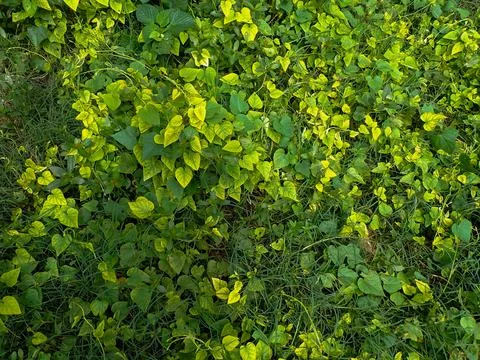 Vines Fotos Stock