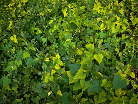 Vines Фото