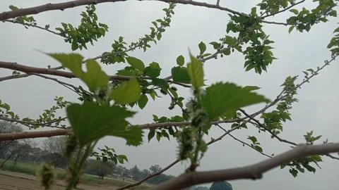 The Vines of on the plant 스톡 사진