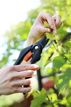 Vines, pruning vines pruning shears. Stock Photos