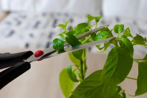 Vines, pruning vines pruning shears.Cleaving the gardener's Foto stock