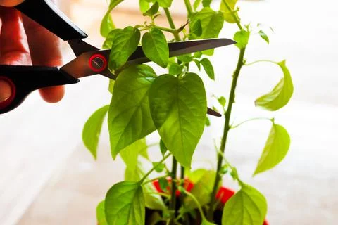 Vines, pruning vines pruning shears.Cleaving the gardener's Foto stock