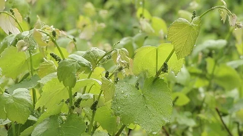 Vines in the rain Stock Footage 75984886