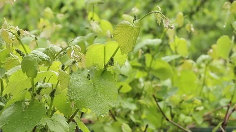 Vines in the rain Stock Footage 75985005