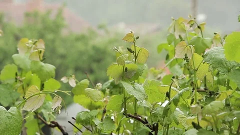 Vines in the rain in foreground Stock Footage 75984973