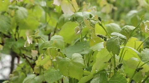Vines with raindrops Stock Footage 76020047