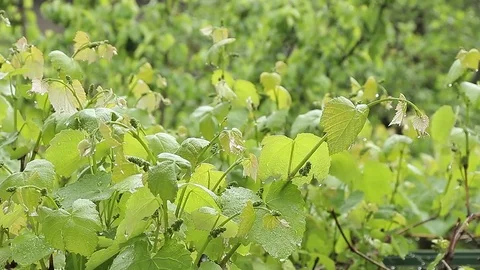 Vines with raindrops panorama Stock Footage 76019770