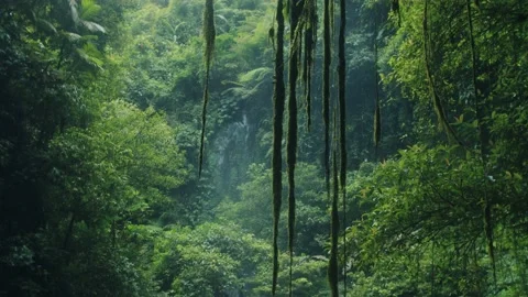 Vines in the rainforest against the backdrop of a waterfall Stock Footage 231359227