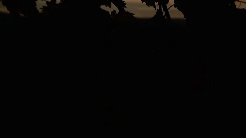 Vines in the rays of sunset Stock Footage 76429942