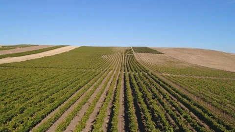 Vines Right to Left, pt. 1/2 Stock Footage 93911602