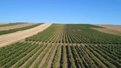 Vines Right to Left, pt. 2/2 Stock Footage 93912356