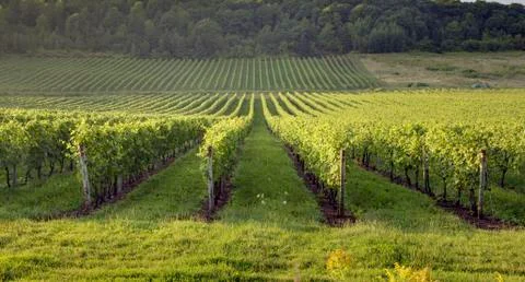 Vines in a row Stock Photos