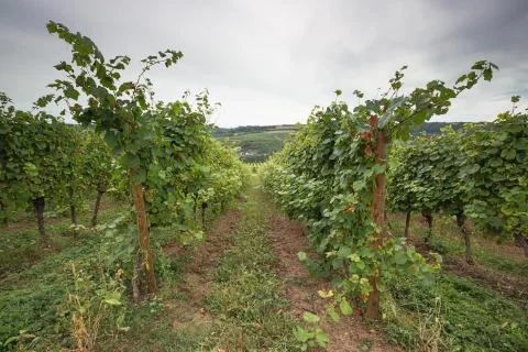 Vines in rows Stock Photos