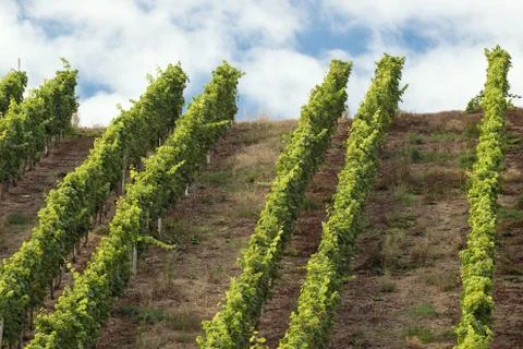 Vines on a slope Stock Photos