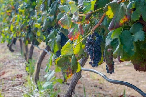 Vines in Stellenbosch Stock Photos