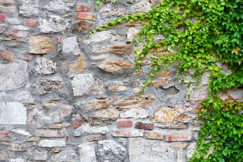 Vines on a stone wall Stock Photos