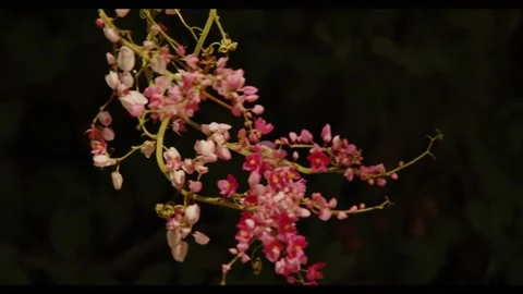 Vines swaying in the wind Stockbeeldmateriaal 137543138