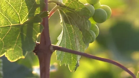Vines under a beautiful sun Stock Footage 83873519