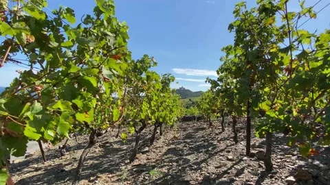 Vines Under the Sun - 4K Stock Footage 150622312