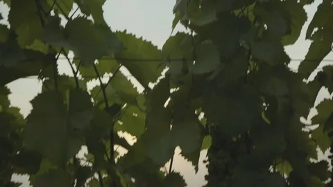 Vines in vineyard and sunset in background Video stock 86180017