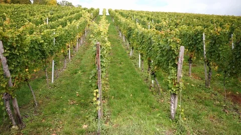 Vines on a vineyard in autumn Stock Footage 118049062