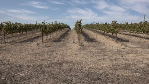 Vines in the vineyard Stock Footage 119841293