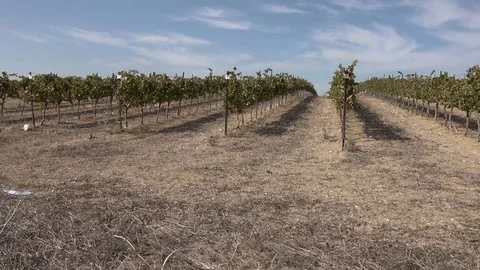 Vines in the vineyard Stock Footage 119841434